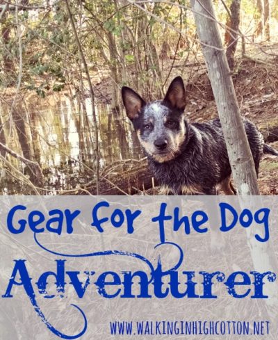 Gear for the Dog Adventurer -- via Walking in High Cotton