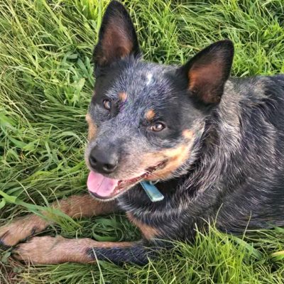 Farm adventures with Coal the Cattle Dog...fixing the cow shelter (at Walking in High Cotton)
