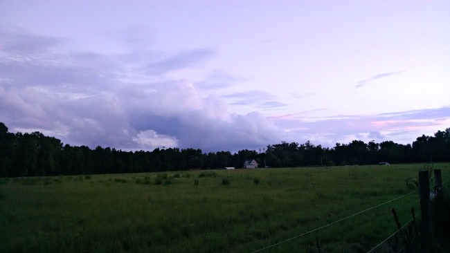 pasture walking 06