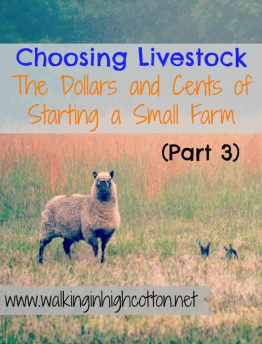 Choosing Livestock (Part 3) ... the Dollars and Cents of Starting a Small Farm --What breed of livestock should you have? via Walking in High Cotton