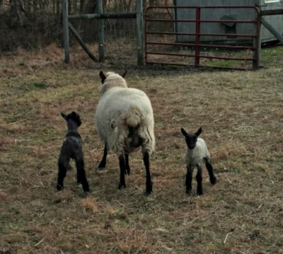 2017 lambs at play (via Walking in High Cotton)