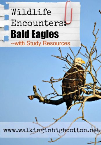 Bald Eagle Encounters with a BIG list of (mostly FREE) Bald Eagle Study Resources. via Walking in High Cotton #homeschool #unitstudy #naturestudy