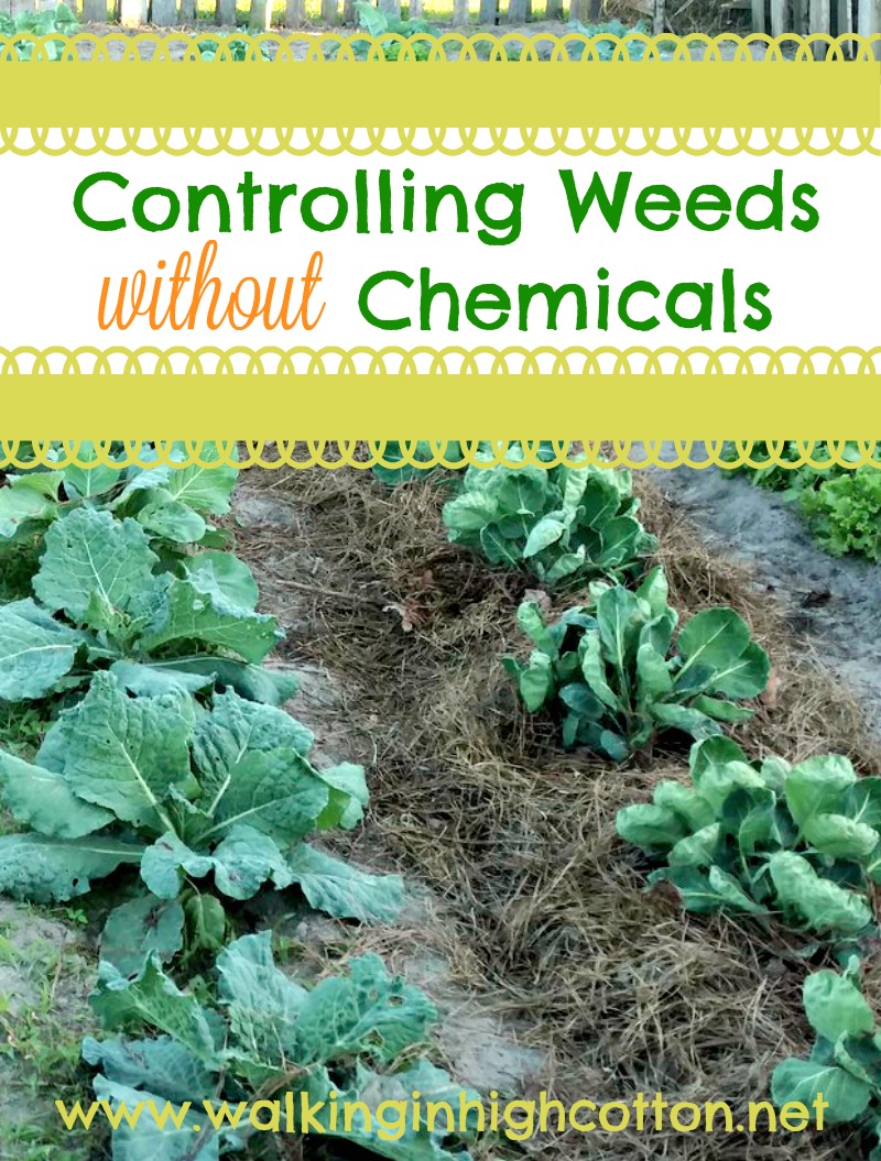 Using Paper Grocery Bags as Weed Barrier in the Garden » Walking in