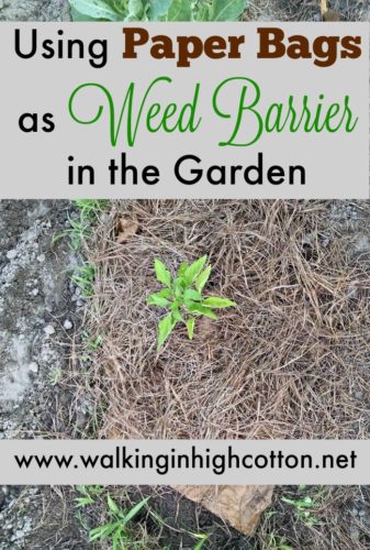 How to use brown paper bags from the grocery story as a frugal weed barrier in the garden. Via Walking in High Cotton