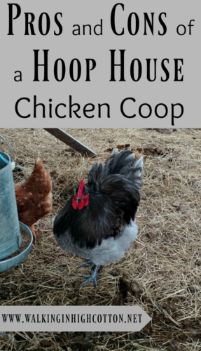 Pros and Cons of a Hoop House Style Chicken Coop via Walking in High Cotton