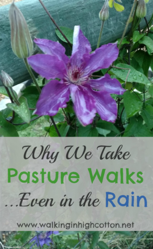 Why we take pasture walks--what we see, what we do, what we watch for... via Walking in High Cotton