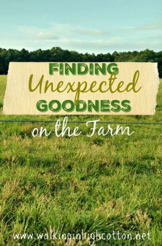 Finding unexpected goodness on the farm @ Walking in High Cotton