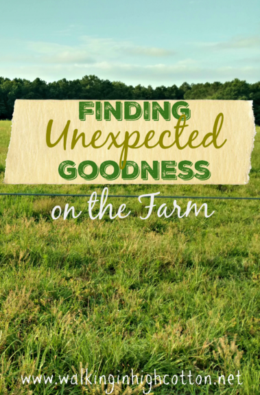 Finding Unexpected Goodness on the Farm 1 Finding unexpected goodness on the farm @ Walking in High Cotton
