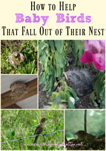 How to help baby birds that fall out of their nest...3 simple steps from Walking in High Cotton