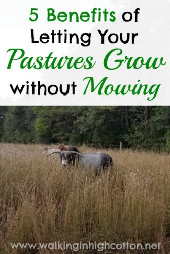 5 Benefits to Letting Your Pastures Grow without Mowing...diversity, wildlife, cost savings, and beauty! ... via Walking in High Cotton