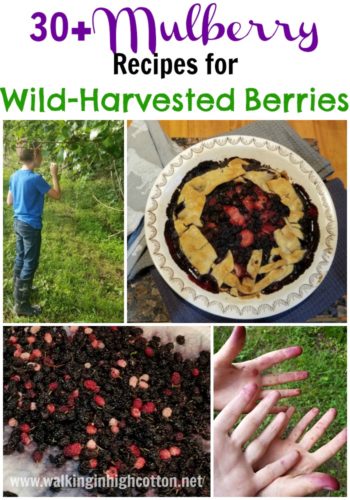 30+ Mulberry Recipes for wild-harvested berries. via Walking in High Cotton --tarts, pies, cheesecake, crumbles, cobblers, lemonade--all in one place!