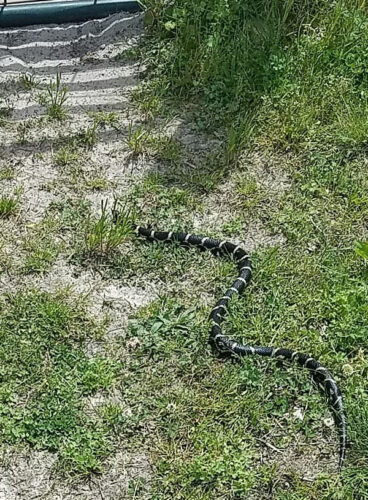 Snakes, dirt bikes, and bluebirds...the daily farm adventures May 2021