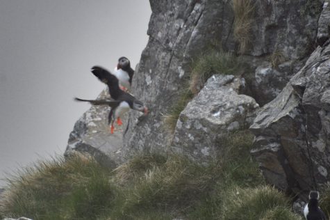 Spring Road Trip through Norway by Camper Van 17 Puffins on the island of Runde, Norway. May 2024.
