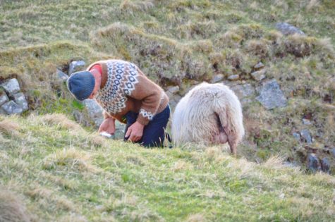 Seeing puffins at Runde Island, Norway. May 2024