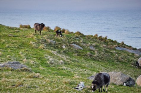 Seeing puffins on Runde Island, Norway. May 2024