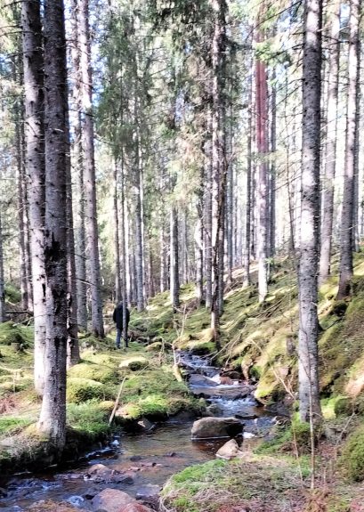 Spring Road Trip through Norway by Camper Van 9 Forest of western Sweden
