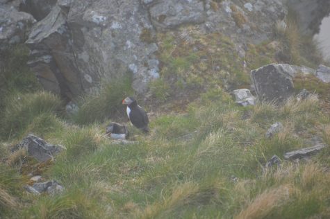 Seeing puffins on Runde Island in Norway. May 2024