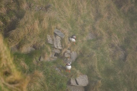 Seeing puffins on Runde Island, Norway. May 2024.