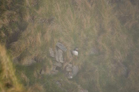 Seeing puffins on Runde Island, Norway. May 2024