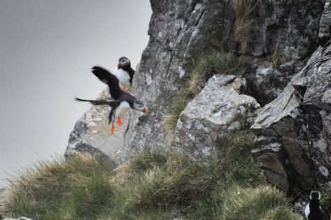 Seeing puffins on Runde Island, Norway. May 2024