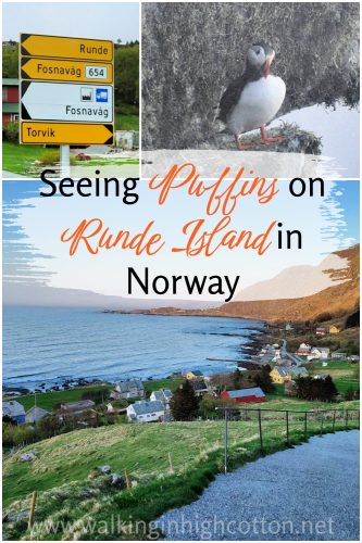 Seeing puffins on runde island in norway. May 2024