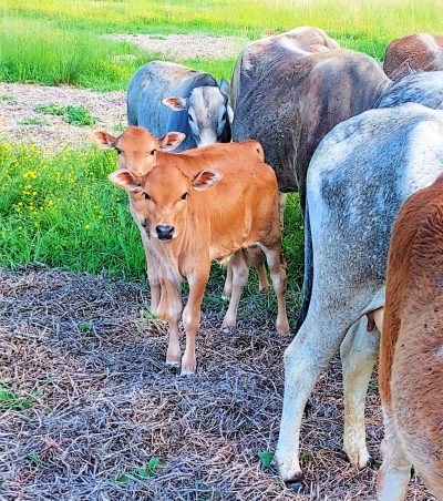 Two zebu -jersey calves in a pasture