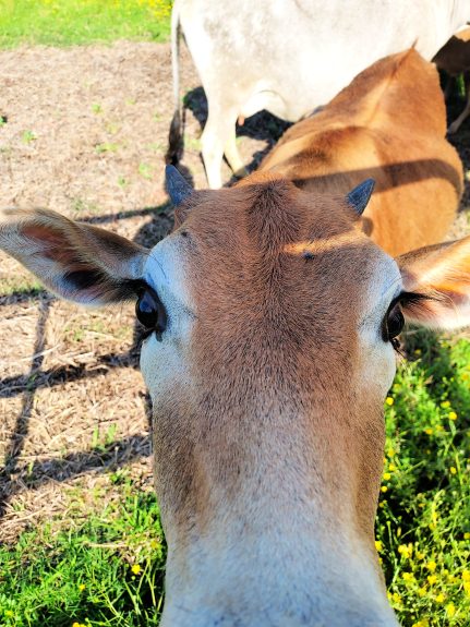 Cows, compost,  and cow paddies...the daily farm adventures