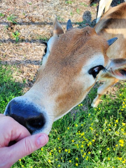 Cows, compost,  and cow paddies...the daily farm adventures